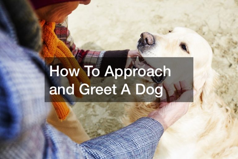 How To Approach and Greet A Dog Andre Blog